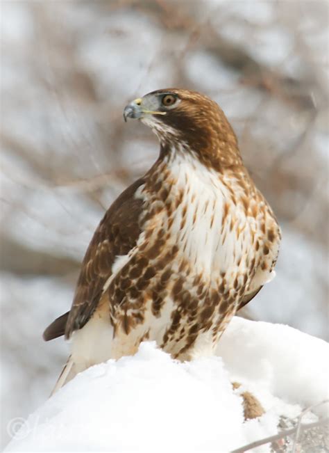 Red Tailed Hawk In Snow At Thompkins Square Park Laura Meyers Photography