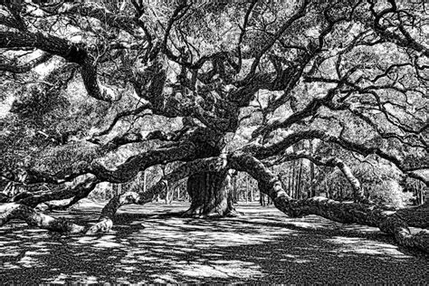 The Angel Oak Tree Digital Art By Barry Moore Fine Art America