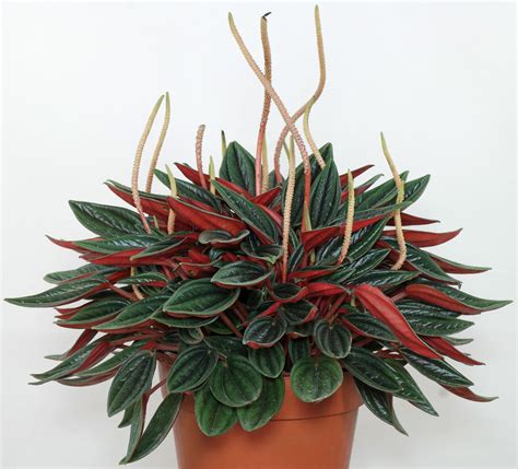 Peperomia Rosso In A 4 Pot Etsy Peperomia Plant Peperomia Plants