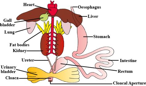 Diagram and Wiring: Diagram Of Frog Digestive System
