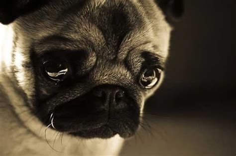Sad Puppies That Look A Little Bit Like Paul On Pinterest Cutest