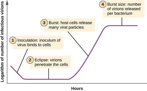 The Viral Life Cycle Microbiology Study Guides