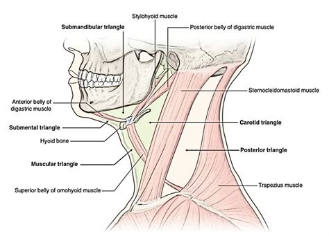 Easy 3 Mins Notes On 【Suprahyoid and Infrahyoid Muscles of the Neck