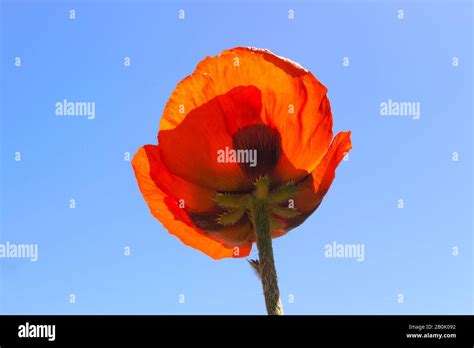 Single Red Poppy Flower Against Blue Sky Stock Photo Alamy