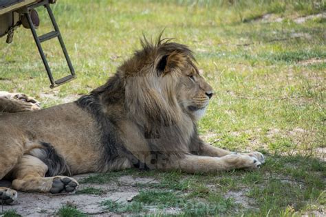 Big Lion Laying Down License Download Or Print For £620 Photos