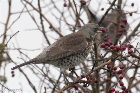 Pembrokeshire Birds Martletwy Winter Thrushes On The Hedgerow