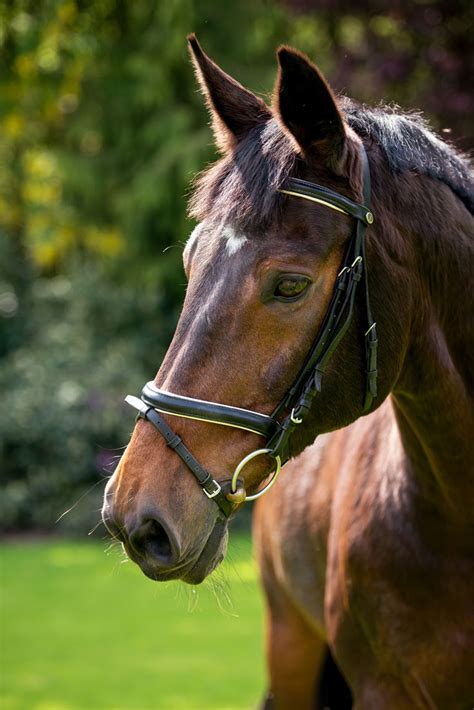 Photo Shoot With Horses Fabrizio Zago Photography And Media