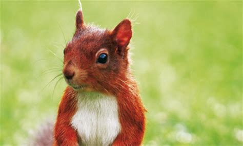 Telling the difference between an american and eurasian red squirrel is pretty easy. Mysterious pox kills red squirrels, leaving grey squirrels ...