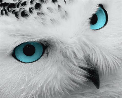 We've got the blues this season when it comes to paint colors, and we're particularly crushing on teal. Teal White Gray Wall Art Photo Print Owl Blue Eyes Bird ...