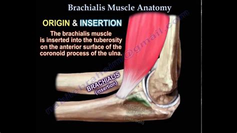 Much like other tendon injuries, it presents as a dull aching pain along the front of the ankle or the lower shin, on the outside of the leg. Brachialis Muscle Anatomy - Everything You Need To Know ...