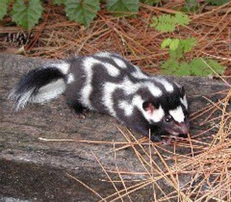 Have You Seen A Spotted Skunk Tell Ldwf