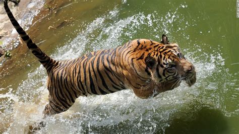 The Final Days Of The Sumatran Tiger