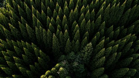 Get Evergreen Forest Hd Wallpaper Online