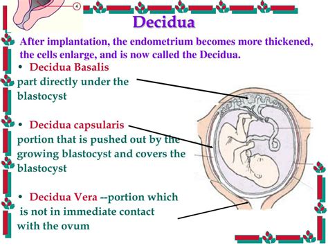 Ppt Reproductive Powerpoint Presentation Free Download Id1115566