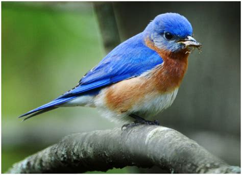 Meet Idahos State Bird The Mountain Bluebird