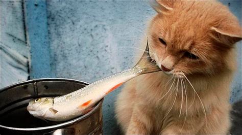 Fish Allergy In Cats Symptoms Causes Diagnosis Treatment Recovery