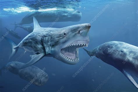 Megalodon Prehistoric Shark Illustration Stock Image C0366802