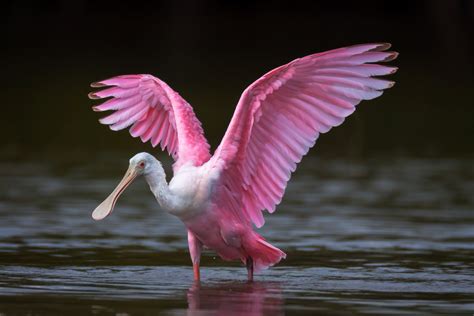 Roseate Spoonbill In Water Wings Up Fine Art Photo Print Photos By