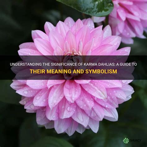 Understanding The Significance Of Karma Dahlias A Guide To Their