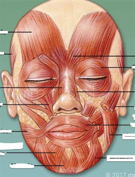 Muscles Of Facial Expression Diagram Quizlet