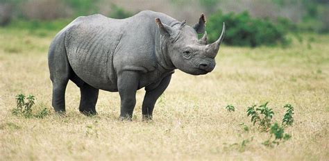 Rhinos don't clash just with other animals or objects; Black Rhinos - Animal Olympics