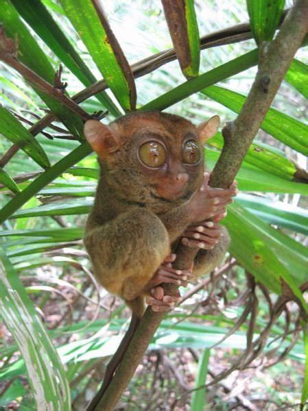 What Is The Tarsier Primate