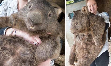 He Looks Good Fur His Age Patrick The Worlds Oldest Wombat