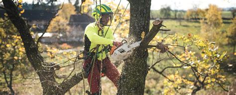 Five Signs That Signal A Tree Needs To Be Removed Above And Beyond Tree