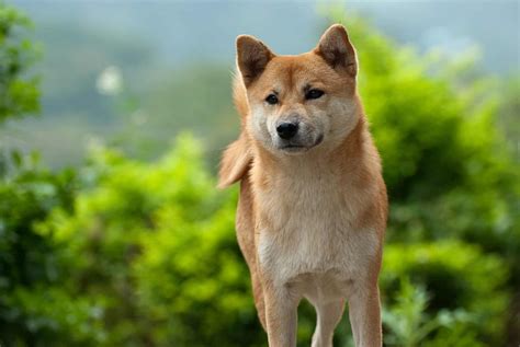 18 Of The Most Adorable Dogs That Look Like Foxes K9 Web