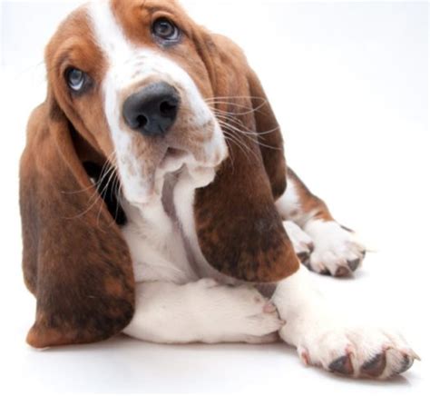 Basset Hounds For Adoption Basset Hound Puppies For Adoption Vip Puppies