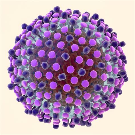 Hepatitis C Symptoms Treatment Causes What Is Hepatitis C