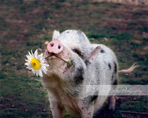 Funny Pig Pictures
