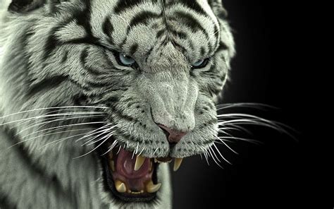 1440x900 Bengal Tiger Tiger Big Cat Predator Fangs 1610