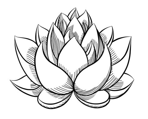 Lotus Clipart Black And White Png Clipart World