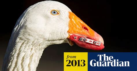 Yorkshire Goose Gets New Beak With Same Techniques Used For False Teeth
