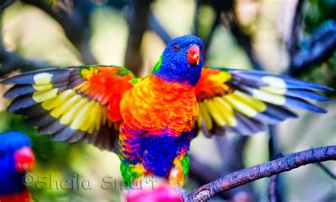 Jalak putih (acridotheres melanopterus atau sturnus melanopterus) merupakan burung pengicau dari keluarga sturnidae dengan ukuran sedang sekitar 23 cm. 5 Burung Paling Cantik Di Dunia