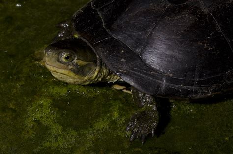 Ryukyu Yellow Pond Turtle Mauremys Mutica Kami Yasukawa E Flickr