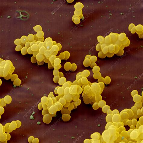 Staphylococcus Aureus Bacteria Stock Image B2340076 Science