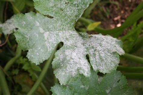 You'll find brown spots on tomato leaves, starting with the older ones. What Causes White Spots On Zucchini Leaves? All You Need ...