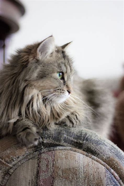 Cat With Long Fur Behind Ears Rtkrockytopkid