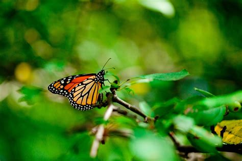 Insects Butterflies Monarch Butterfly Hd Wallpaper Rare Gallery