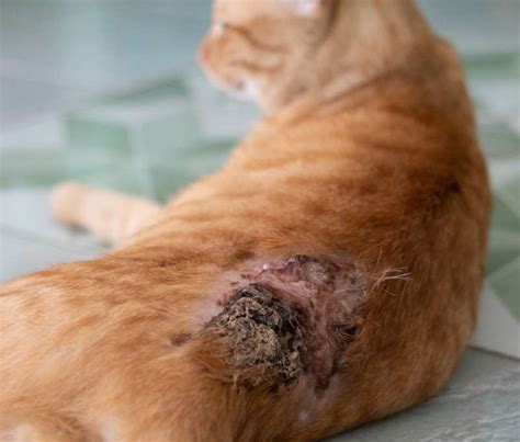 Cat Atopic Dermatitis Our Vet Explains How To Help Your Cat