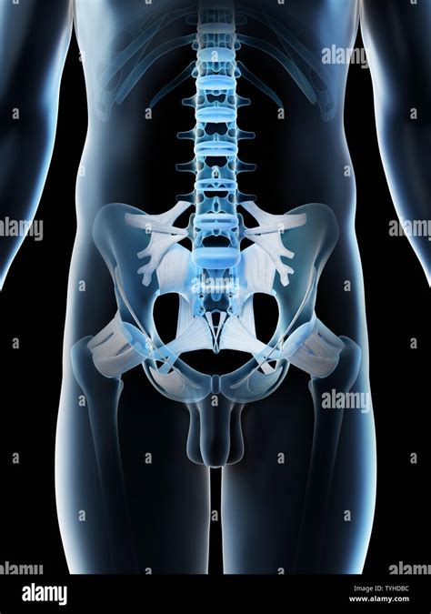 Pelvic Bones Hi Res Stock Photography And Images Alamy