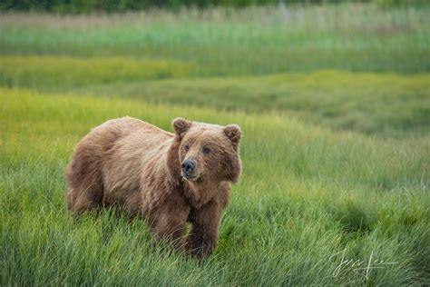 Grass Grizzly Alaska Usa Photos By Jess Lee