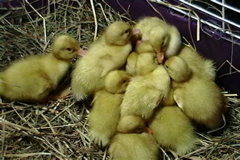 The pekin ducks are a large, hardy breed with excellent egg production, but they do not fly and do not normally hatch and raise their own young. Pekin Ducks for sale, Duck eggs for sale