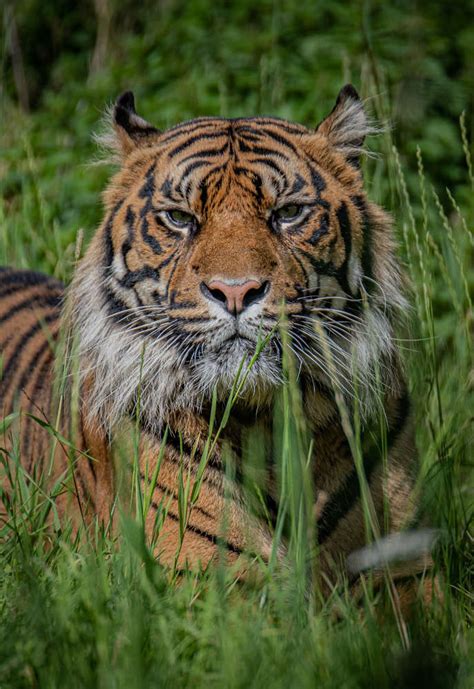 Arrival Of Critically Endangered Sumatran Tiger At Chester Zoo
