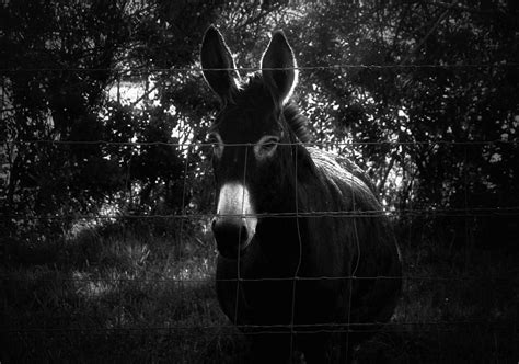 Kiss My Donkey Photograph By Sean Dorazio Fine Art America