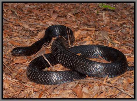 Eastern Indigo Snake Florida Backyard Snakes