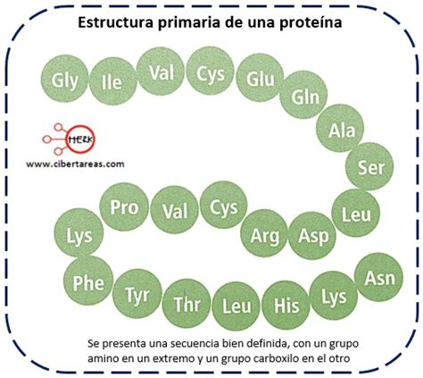 Estructura Primaria De Las Proteínas Temas Selectos De Química 2