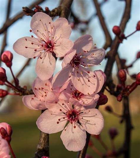 Cherry Blossom Photograph By Jeff Townsend Fine Art America